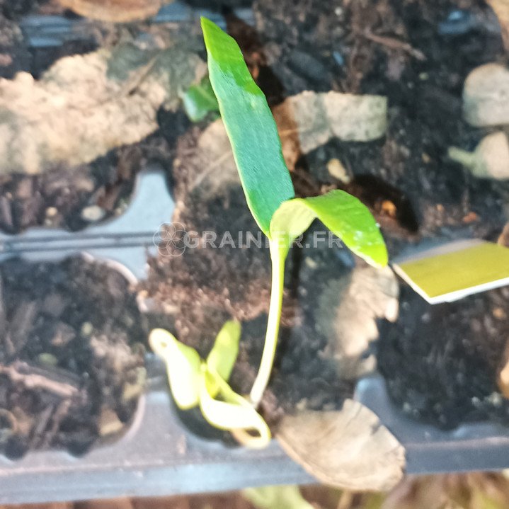 Sycomore maple, Acer pseudoplatanus image